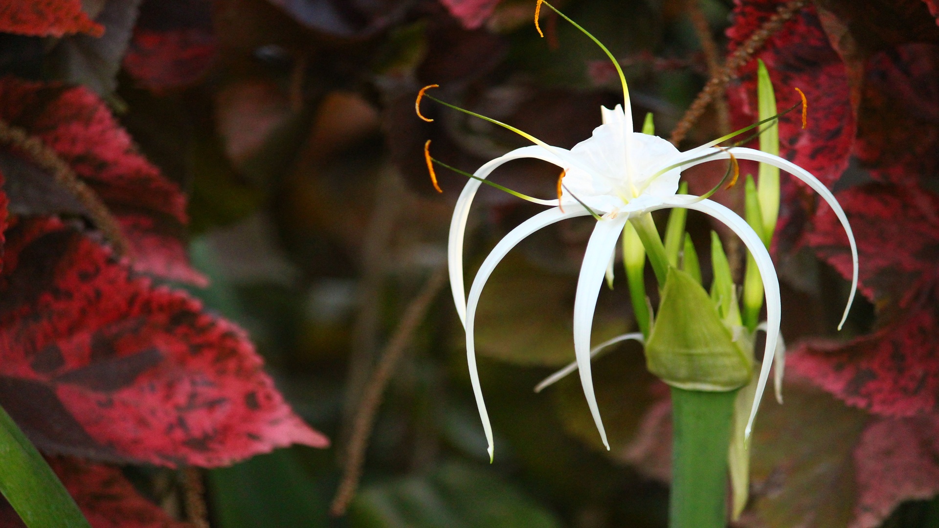 a beautiful flower is spreading love to all of us unconditionally